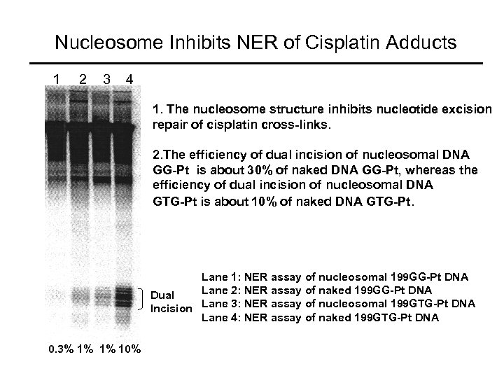 Nucleosome Inhibits NER of Cisplatin Adducts 1 2 3 4 1. The nucleosome structure