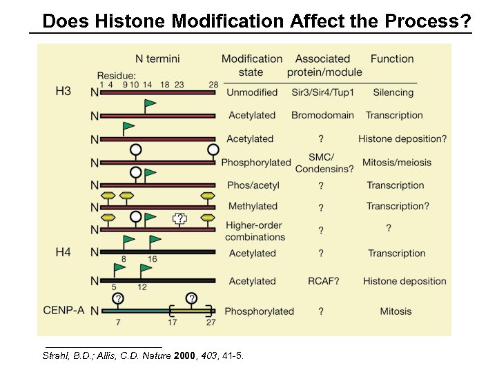 Does Histone Modification Affect the Process? Strahl, B. D. ; Allis, C. D. Nature