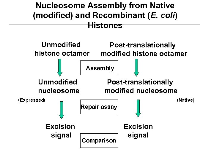 Nucleosome Assembly from Native (modified) and Recombinant (E. coli) Histones Unmodified histone octamer Post-translationally