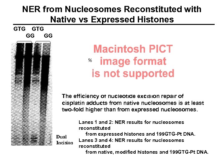 NER from Nucleosomes Reconstituted with Native vs Expressed Histones GTG GG GG % The