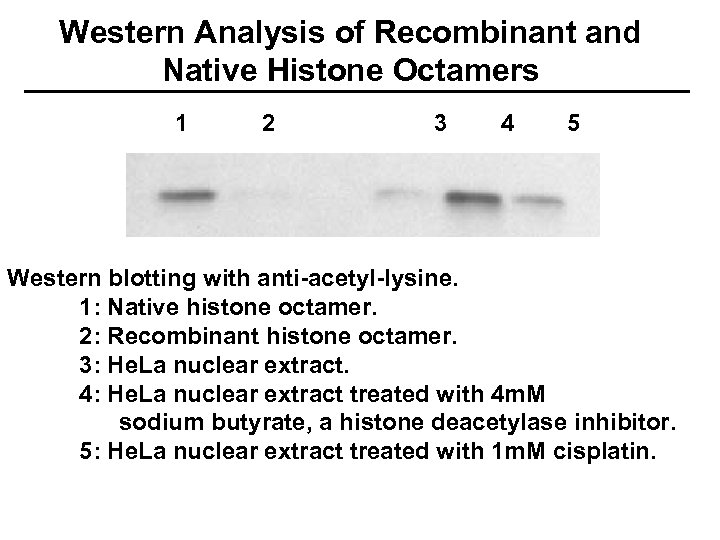 Western Analysis of Recombinant and Native Histone Octamers 1 2 3 4 5 Western