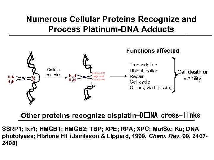 Numerous Cellular Proteins Recognize and Process Platinum-DNA Adducts Functions affected H 3 N Pt