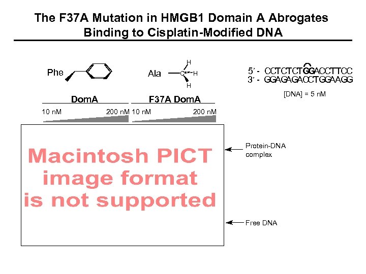 The F 37 A Mutation in HMGB 1 Domain A Abrogates Binding to Cisplatin-Modified