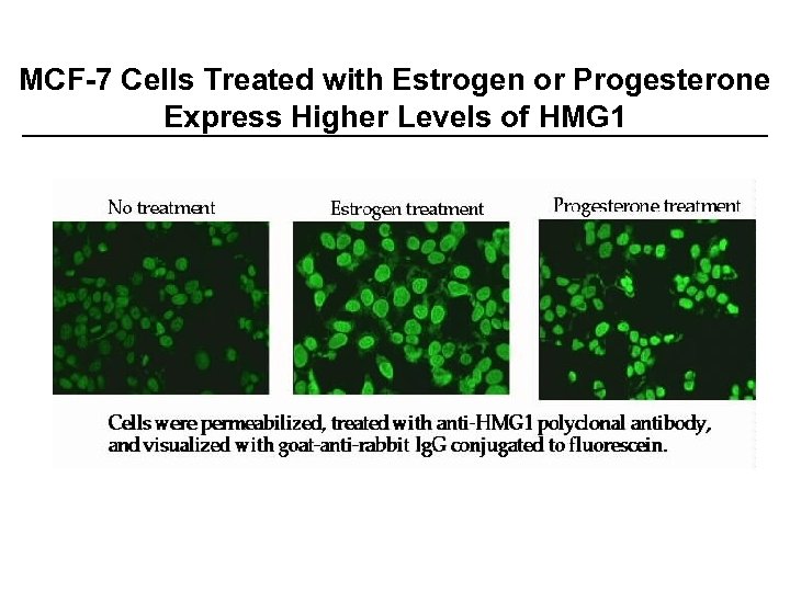 MCF-7 Cells Treated with Estrogen or Progesterone Express Higher Levels of HMG 1 