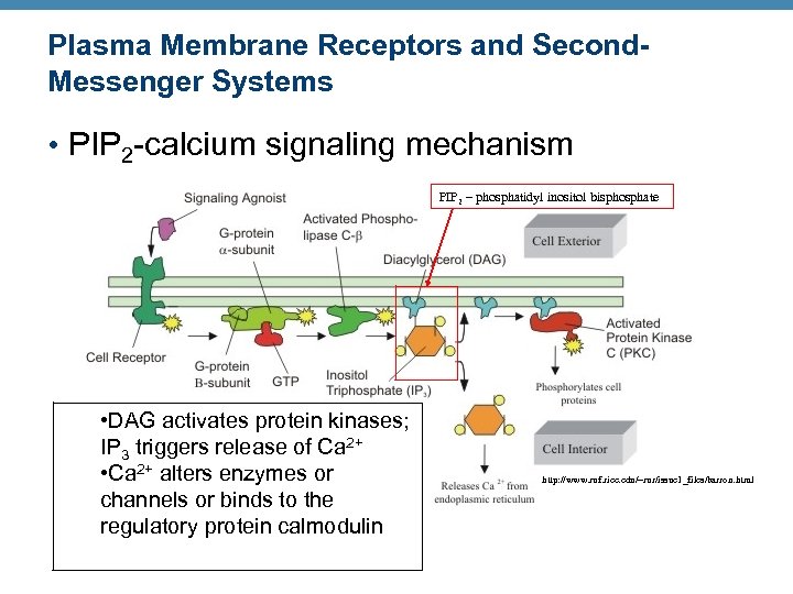 Plasma Membrane Receptors and Second. Messenger Systems • PIP 2 -calcium signaling mechanism PIP