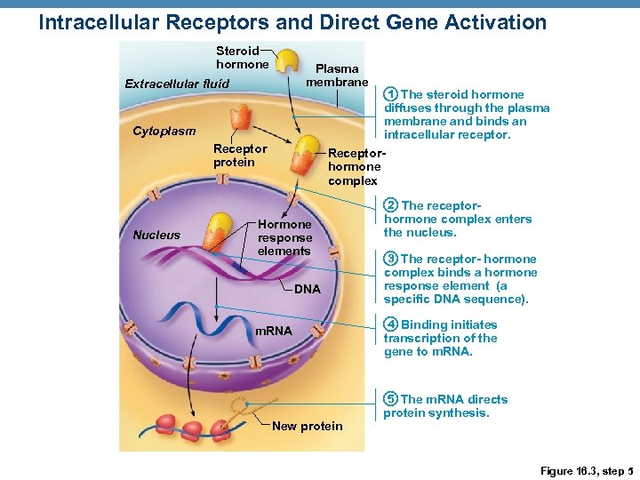 Intracellular Receptors and Direct Gene Activation Steroid hormone Plasma membrane Extracellular fluid 1 The