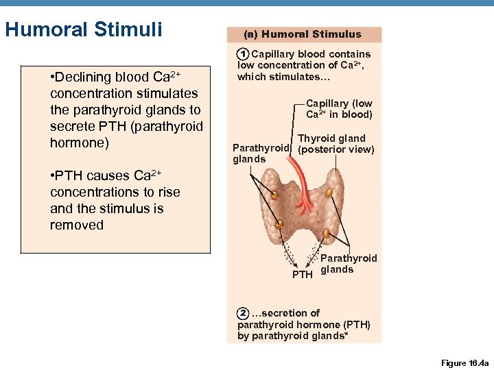 Humoral Stimuli (a) Humoral Stimulus 1 Capillary blood contains • Declining blood Ca 2+