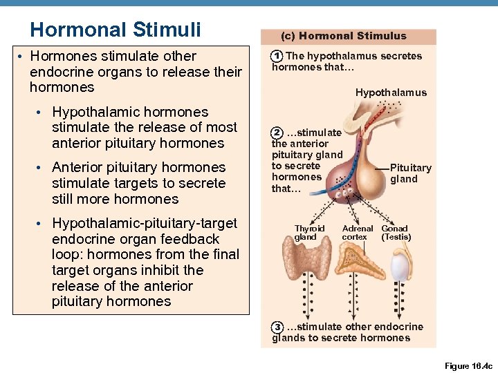 Hormonal Stimuli • Hormones stimulate other endocrine organs to release their hormones • Hypothalamic