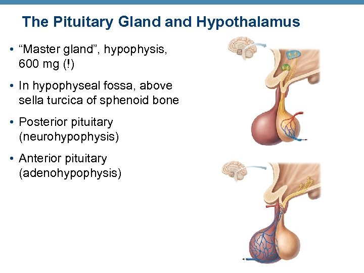 The Pituitary Gland Hypothalamus • “Master gland”, hypophysis, 600 mg (!) • In hypophyseal