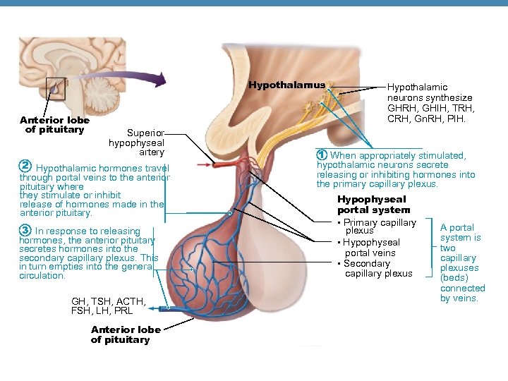 Hypothalamus Anterior lobe of pituitary Superior hypophyseal artery 2 Hypothalamic hormones travel through portal