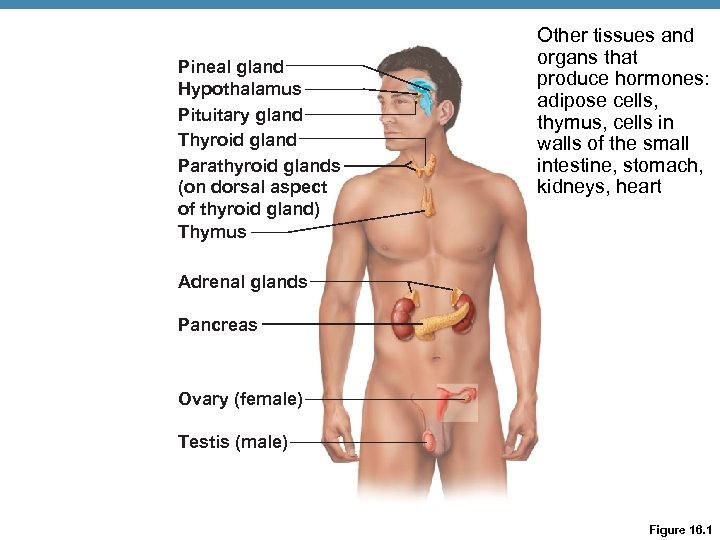 Pineal gland Hypothalamus Pituitary gland Thyroid gland Parathyroid glands (on dorsal aspect of thyroid