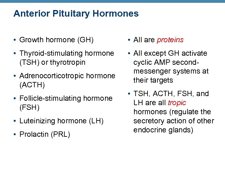 Anterior Pituitary Hormones • Growth hormone (GH) • All are proteins • Thyroid-stimulating hormone