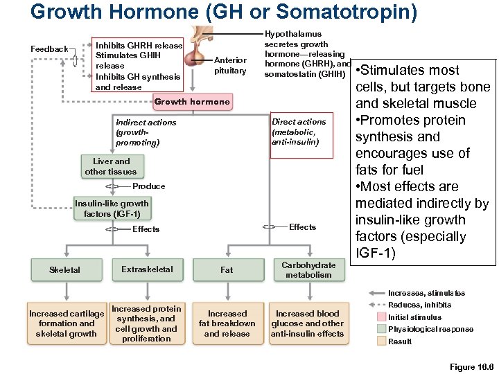 Growth Hormone (GH or Somatotropin) Inhibits GHRH release Stimulates GHIH release Inhibits GH synthesis