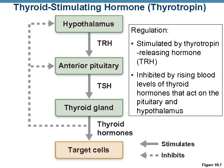 Thyroid-Stimulating Hormone (Thyrotropin) Hypothalamus TRH Anterior pituitary TSH Thyroid gland Regulation: • Stimulated by
