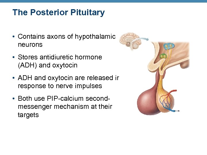 The Posterior Pituitary • Contains axons of hypothalamic neurons • Stores antidiuretic hormone (ADH)