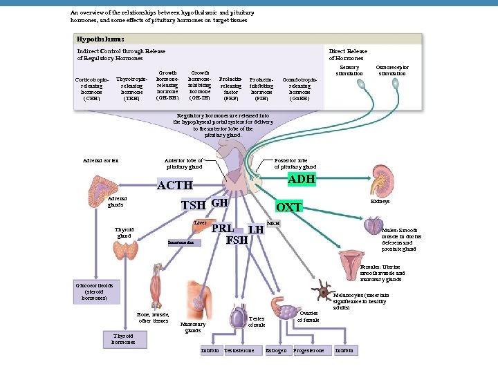 An overview of the relationships between hypothalamic and pituitary hormones, and some effects of