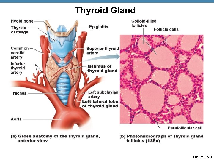 Thyroid Gland Figure 16. 8 