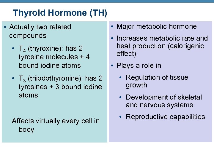 Thyroid Hormone (TH) • Actually two related compounds • T 4 (thyroxine); has 2