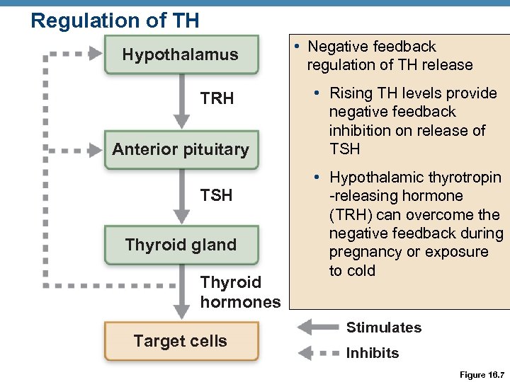 Regulation of TH Hypothalamus TRH Anterior pituitary TSH Thyroid gland Thyroid hormones Target cells