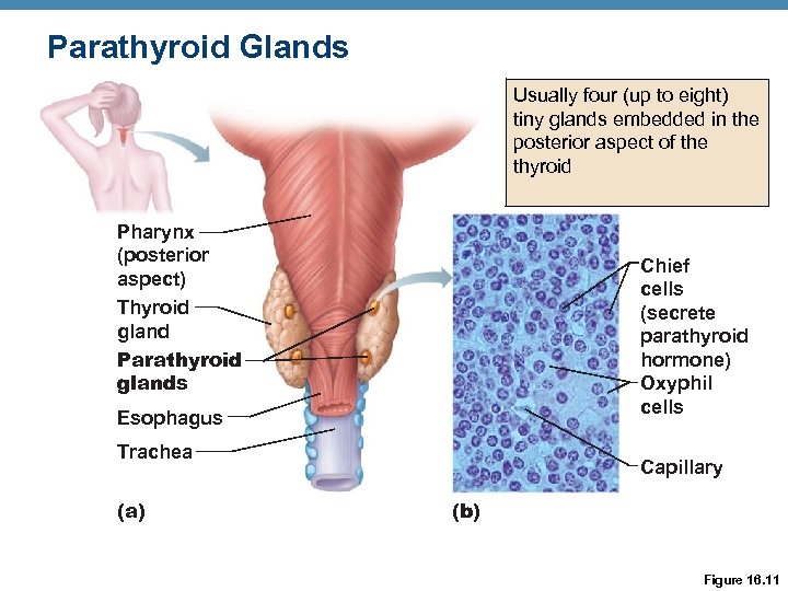 Parathyroid Glands Usually four (up to eight) tiny glands embedded in the posterior aspect