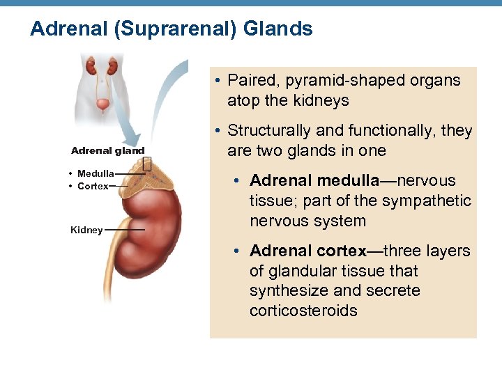 Adrenal (Suprarenal) Glands Capsule Zona glomerulosa Adrenal gland • Medulla • Cortex • Paired,