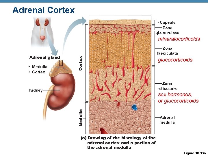 Adrenal Cortex Capsule Zona glomerulosa mineralocorticoids • Medulla • Cortex Adrenal gland Zona fasciculata