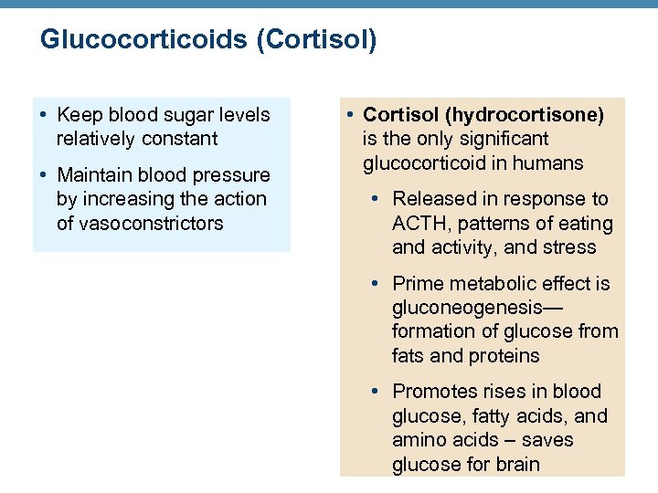 Glucocorticoids (Cortisol) • Keep blood sugar levels relatively constant • Maintain blood pressure by