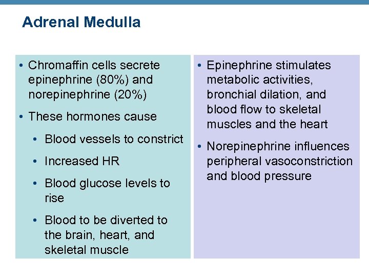Adrenal Medulla • Chromaffin cells secrete epinephrine (80%) and norepinephrine (20%) • These hormones