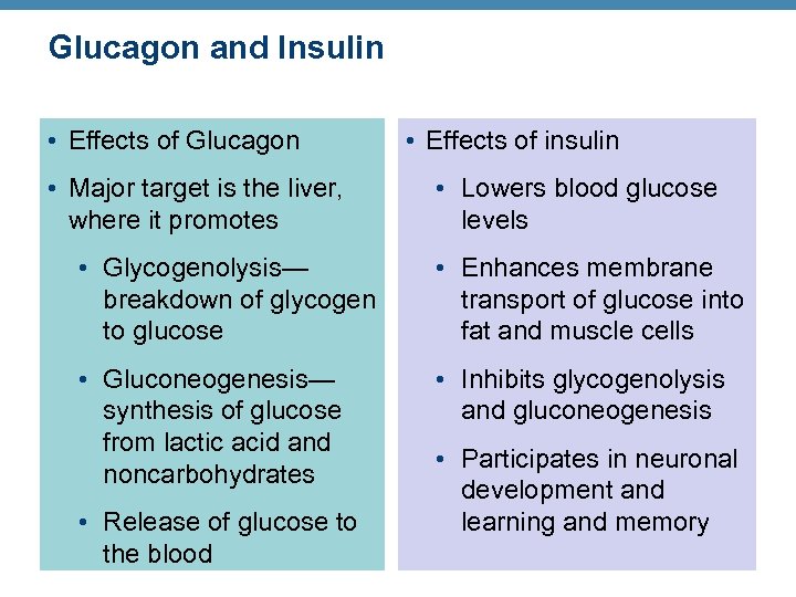 Glucagon and Insulin • Effects of Glucagon • Major target is the liver, where
