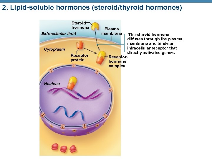 2. Lipid-soluble hormones (steroid/thyroid hormones) Steroid hormone Extracellular fluid Cytoplasm Receptor protein Nucleus Plasma