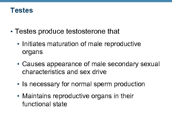 Testes • Testes produce testosterone that • Initiates maturation of male reproductive organs •