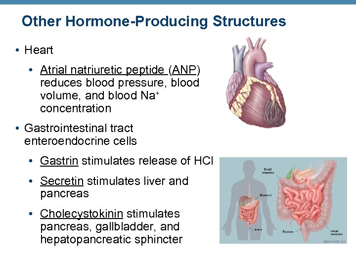 Other Hormone-Producing Structures • Heart • Atrial natriuretic peptide (ANP) reduces blood pressure, blood