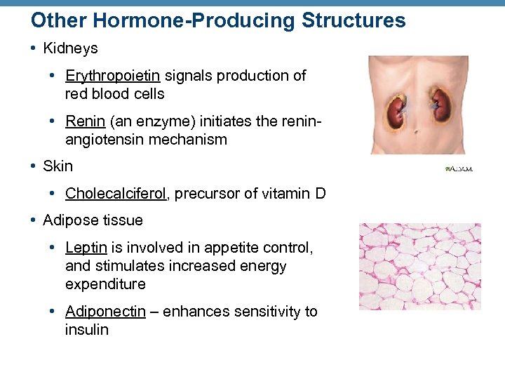 Other Hormone-Producing Structures • Kidneys • Erythropoietin signals production of red blood cells •