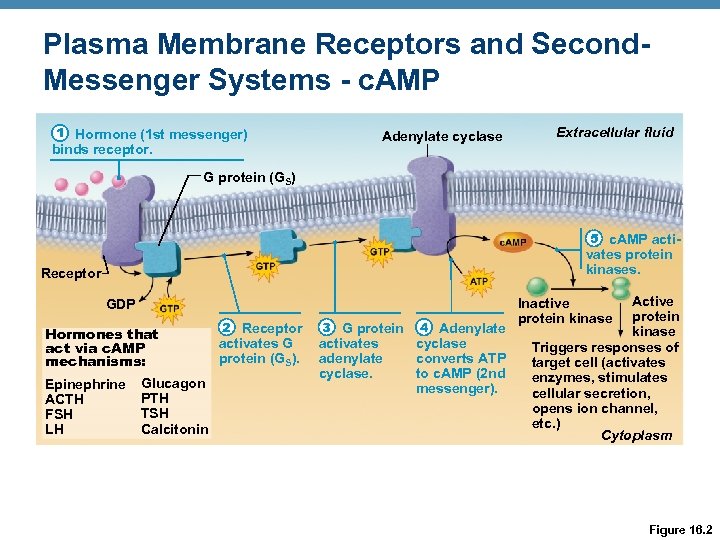Plasma Membrane Receptors and Second. Messenger Systems - c. AMP 1 Hormone (1 st