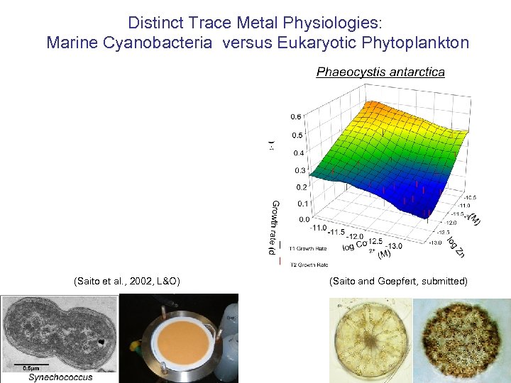 Distinct Trace Metal Physiologies: Marine Cyanobacteria versus Eukaryotic Phytoplankton (Saito et al. , 2002,