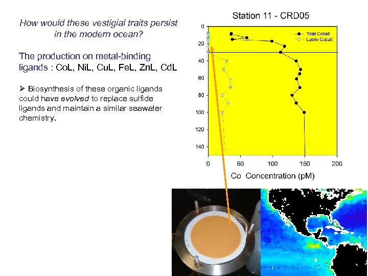 How would these vestigial traits persist in the modern ocean? The production on metal-binding