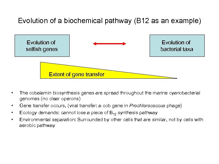 Evolution of a biochemical pathway (B 12 as an example) Evolution of selfish genes