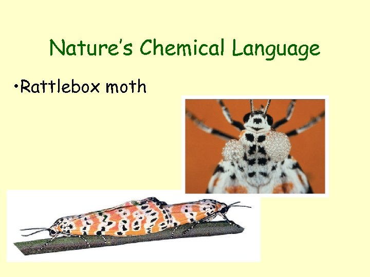 Nature’s Chemical Language • Rattlebox moth 