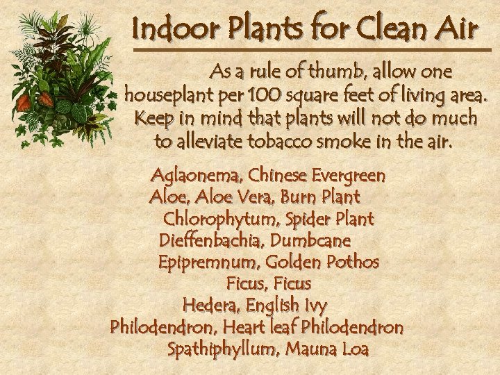 How many indoor plants per square foot
