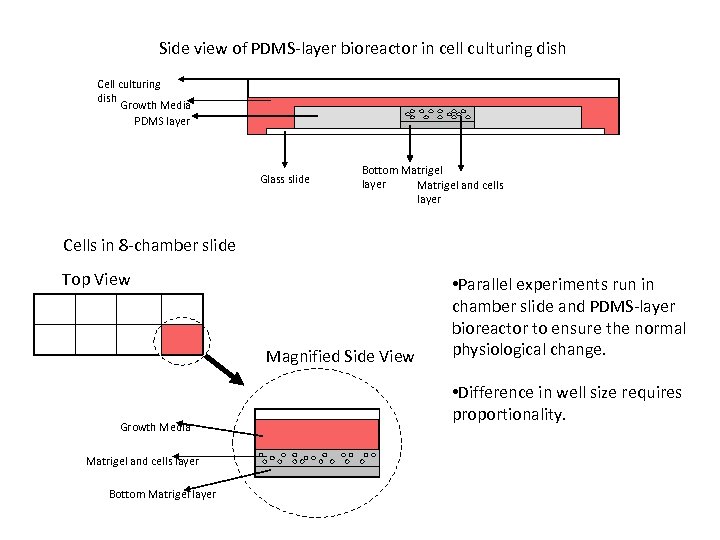 Side view of PDMS-layer bioreactor in cell culturing dish Cell culturing dish Growth Media