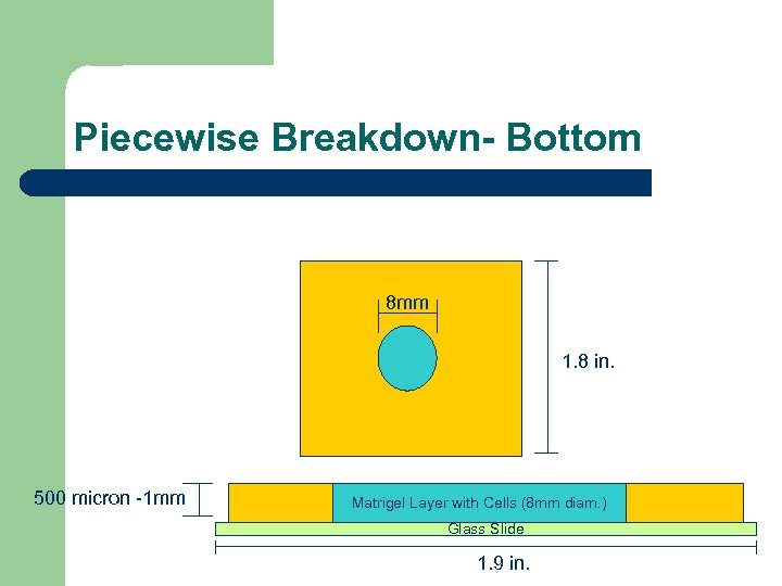 Piecewise Breakdown- Bottom 8 mm 1. 8 in. 500 micron -1 mm Matrigel Layer