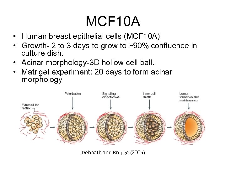 MCF 10 A • Human breast epithelial cells (MCF 10 A) • Growth- 2