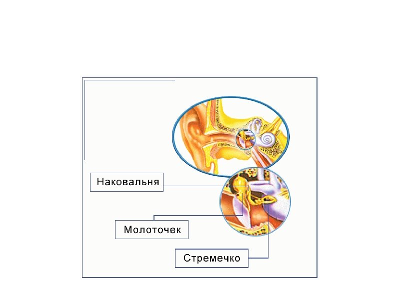 Проверка домашнего задания XIV. Каково строение среднего уха? 