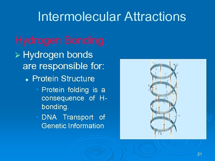 Intermolecular Attractions Hydrogen Bonding Ø Hydrogen bonds are responsible for: l Protein Structure •