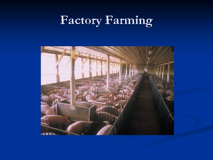 Factory Farming 