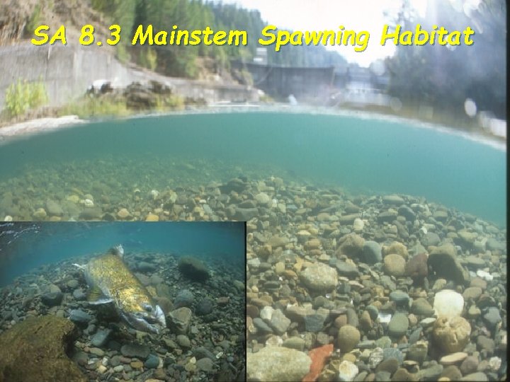 SA 8. 3 Mainstem Spawning Habitat 