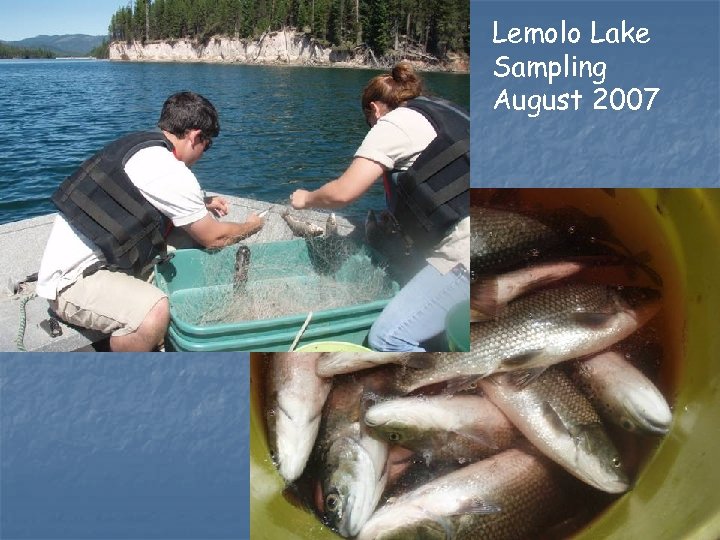 Lemolo Lake Sampling August 2007 