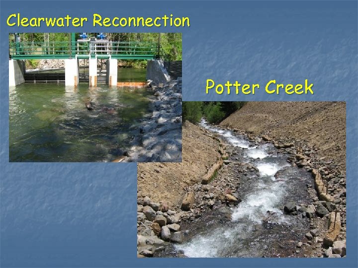 Clearwater Reconnection Potter Creek 
