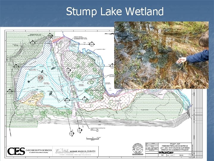 Stump Lake Wetland 