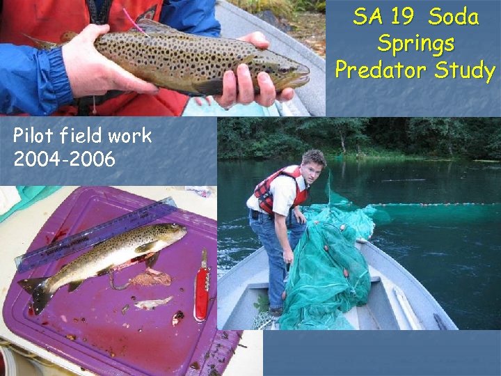 SA 19 Soda Springs Predator Study Pilot field work 2004 -2006 